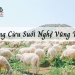 Review Đồng Cừu Suối Nghệ - Điểm check in Vũng Tàu hot 2025